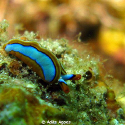 tiny thuridilla lineolata found during an ordinary aftern... by Adita Agoes 